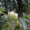 coffee flower flores