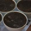 Auction Cupping Gayo 2011