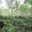 kebun robusta contoh iccri